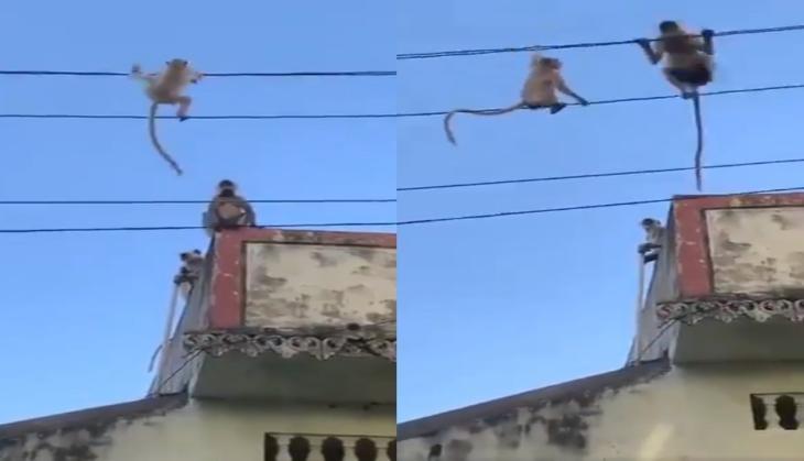 Super Intelligent: Baby langur in danger, mom's quick thinking will make you clap