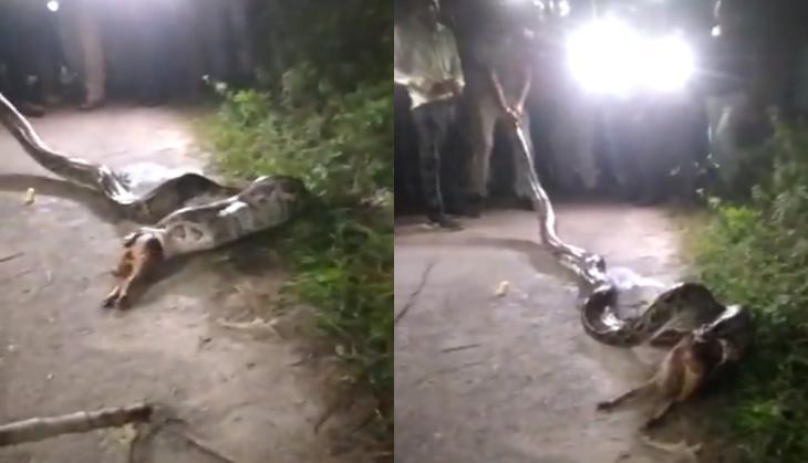 Python swallow dog