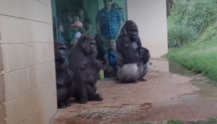 Gorilla