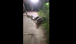 Scary! Python vomits out dog after devouring it; video will give you goosebumps