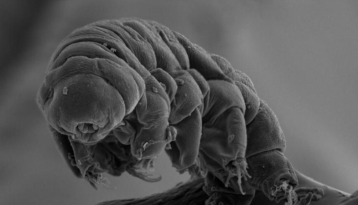 tardigrades