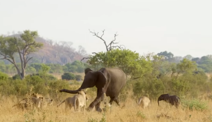 Elephant and Lion