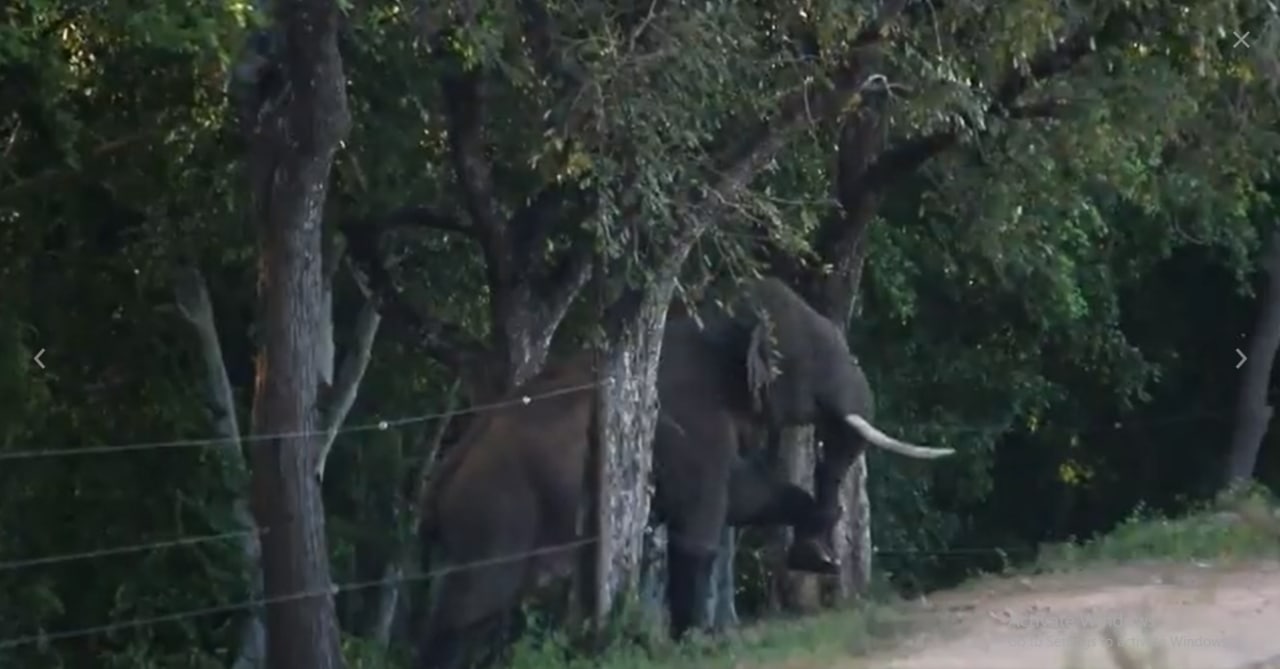 Elephant Power: Electric fence! why bother when tusker leads the charge