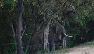 Elephant Power: Electric fence! why bother when tusker leads the charge