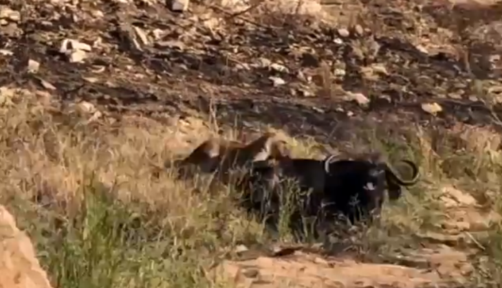 lion