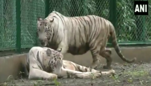 White Tigers Pair Video: Surat zoo welcomes Girima and Gaurav, visitors have to wait for the glimpse