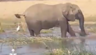 झील में पानी पी रहा था हाथी तभी कर दिया मगरमच्छ ने हमला, वीडियो में देखें गुस्साए गजराज ने कैसे सिखाया सबक