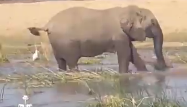 Angry Elephant