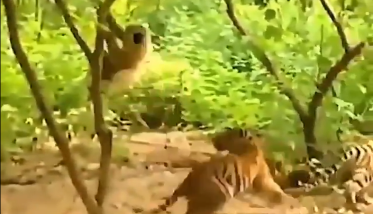 Baboon and Tiger
