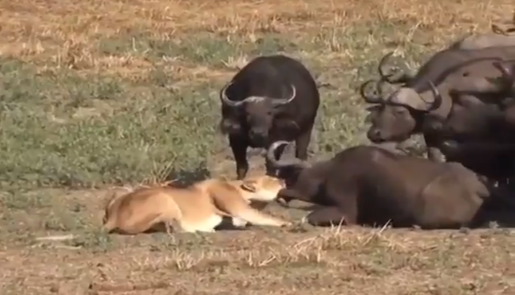 lion attack