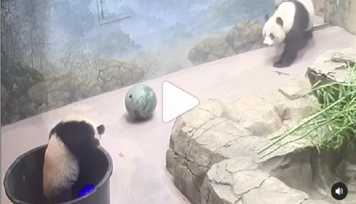 Awdorable! Baby panda falls into a bucket; here’s how mommy panda helps