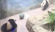 Awdorable! Baby panda falls into a bucket; here’s how mommy panda helps