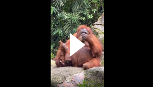 Viral Video: Orangutan picks woman’s sunglasses; what he does next will amuse you