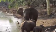 झील मेें पानी पीने पहुंचे गैंडे से हो गया हाथियों का सामना, वीडियो में देखें गजराज ने किया क्या