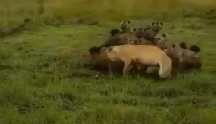 Hyena and lioness