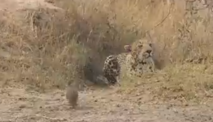 Leopard