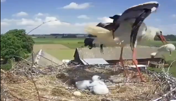 Stork