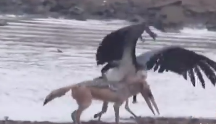 stork