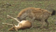 तेंदुआ ने किया हिरण का शिकार तभी लकड़बग्घा ने कर दिया हमला, वीडियो में देखें फिर आगे हुआ क्या
