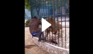 Scary! Lion bites zoo worker’s hand after he tries to pet it; see what happens next