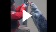 Woman checks sea otter’s temperature; how he reacts will make you smile!