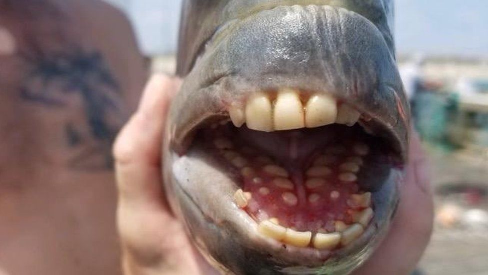 Rare fish with human-like teeth caught, picture shared on Facebook