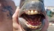 Rare fish with human-like teeth caught, picture shared on Facebook