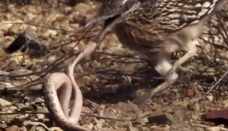 Bird killed snake