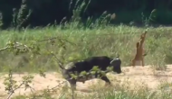 विषखोपड़ा का शिकार करने की कोशिश कर रहा था शेरों का झुंड तभी कर दिया भैंस ने हमला, वीडियो में देखें फिर हुआ क्या