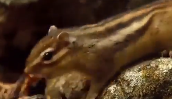 Snake and Squirrel