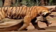 जंगल में घूम रही गाय को बाघ ने बनाया अपना शिकार, वीडियो में देखें फिर हुआ क्या