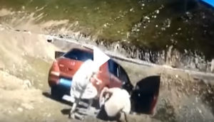 Terrifying video shows family jumps out of the car rolling down the cliff