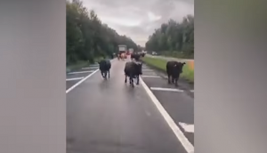 Drivers left baffled after seeing massive herd of cows on highway; video goes viral