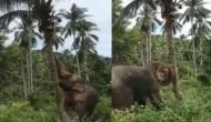 पेड़ से फल तोड़ने में नाकाम हो गया हाथी तो किया ये काम, वीडियो देखकर रह जाएंगे दंग