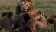भूख से तड़प रहे शेर का शिकार करने की कोशिश कर रहे थे लकड़बग्घे, वीडियो में देखें जंगल के राजा ने कैसे किया मुकाबला