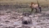 दलदल में फंस गया अफ्रीकन बारहसिंघा तो शेर ने कर दिया हमला, वीडियो में देखें फिर आगे हुआ क्या