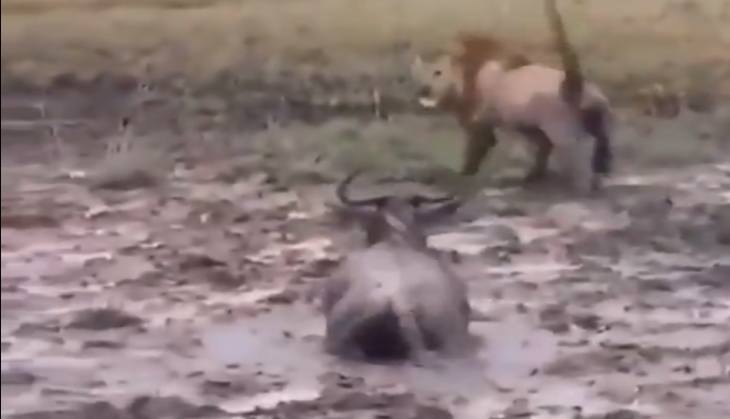 Lion and wildebeest