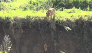 गड्ढे में गिर गया शेर का बच्चा तो निकालने के लिए पहुंच गई मां, वीडियो में देखें फिर हुआ क्या