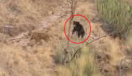 भालू का शिकार करने के लिए बाघ ने लगाई दौड़, वीडियो में देखें फिर हुआ क्या