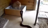बिल्ली को डसने की कोशिश कर रहा था कोबरा, वीडियो में देखें आगे हुआ क्या