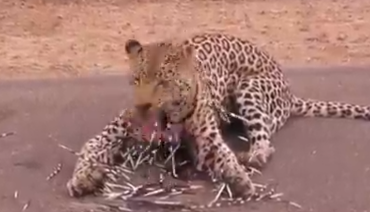 Leopard