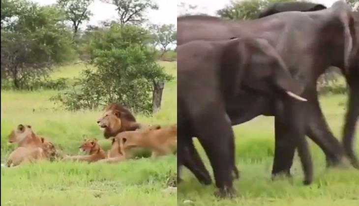 Lion and Elephant