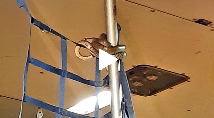 Scary! Snake found inside flight; know what happens next