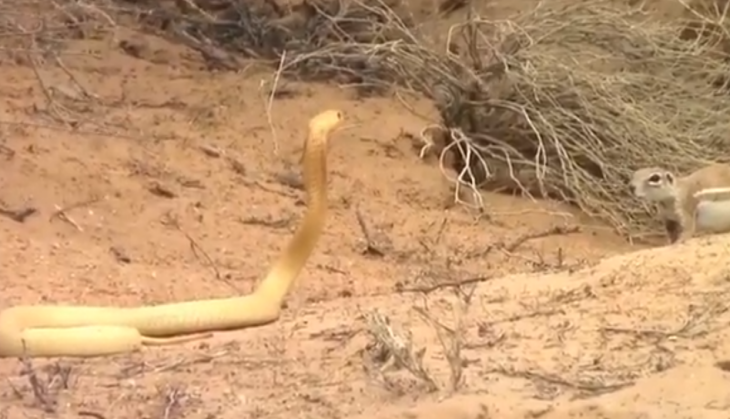Cobra and Squirrel