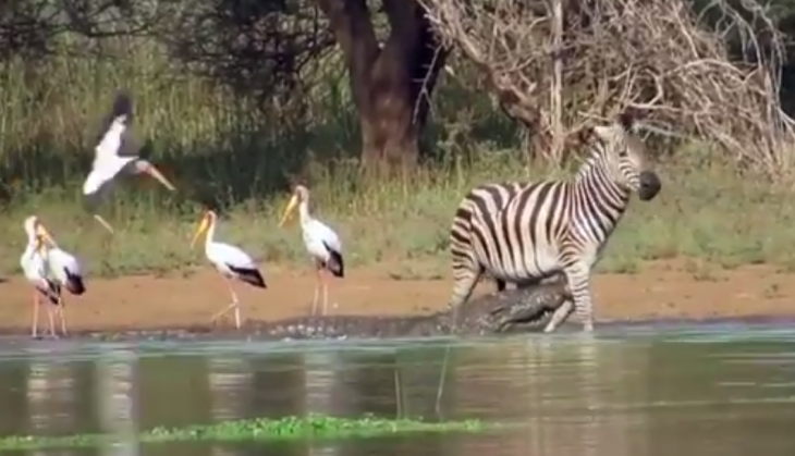 Crocodile and Zebra