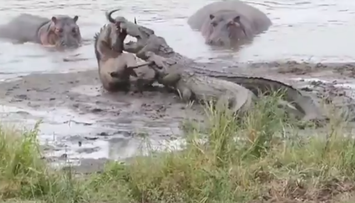 Crocodile and Wildebeest