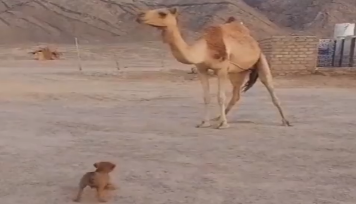 Dog and camel