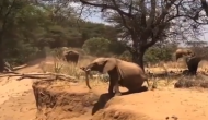 चढ़ाई ने नीचे उतरने में हाथी को हो रही थी परेशानी, वीडियो में देखें फिर कैसे लुढ़क कर आया नीचे