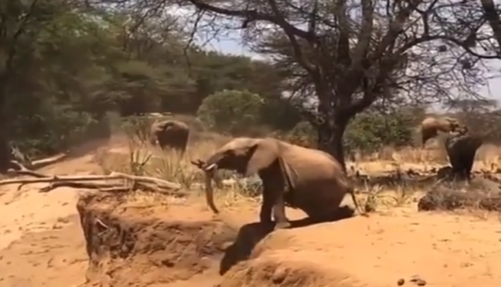 Elephant