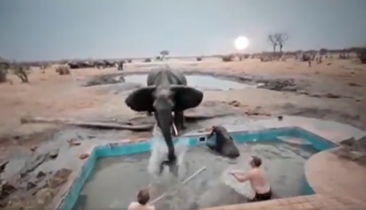Elephant